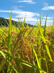 【令和6年度新米先行予約】【令和6年度米】武川米農林48号 25㎏