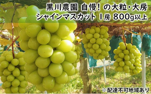[№5615-0260]ぶどう 2025年 先行予約 黒川農園 自慢 ! の大粒 大房 シャイン マスカット 1房 800g以上 ブドウ 葡萄  岡山県産 国産 フルーツ 果物 ギフト