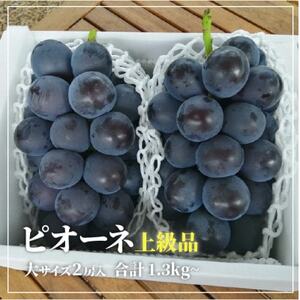 【きよとうファーム】大粒ピオーネ!口いっぱいに甘さが広がる 上級 2房/計1.3kg～ (岡山県産)【配送不可地域：離島】【1604053】
