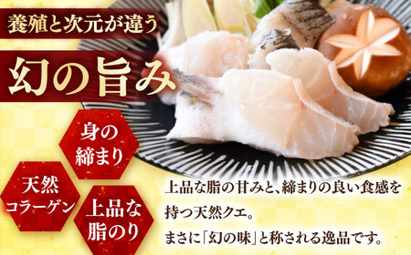 【12回定期便】クエ鍋用クエパック500g×2 五島市/金沢鮮魚[PEP052]クエ くえ 鍋 お鍋 冬 高級 贅沢