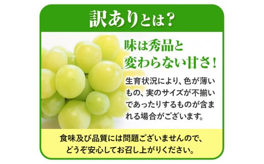 242.【先行予約】 岡山県産 訳あり つる付き シャインマスカット 3房 (530g以上)【配送不可地域あり】 《9月上旬-11月上旬頃に出荷予定(土日祝除く)》 岡山県 矢掛町 マスカット ぶどう