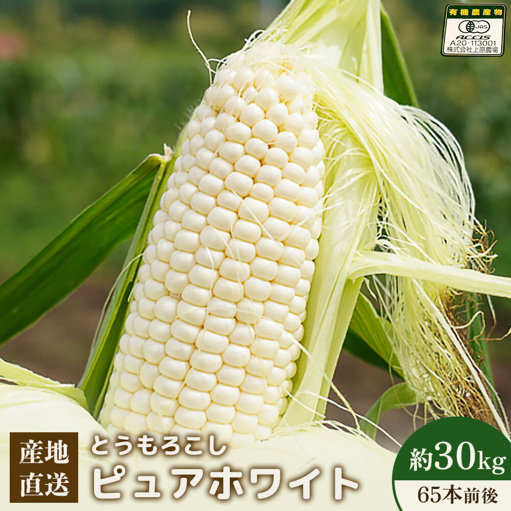 【ふるさと納税】【2026年度発送分】上原農場直送 有機栽培とうもろこし (ピュアホワイト） 約30kg 約65本前後 | ふるさと納税 北海道 中標津 なかしべつ とうもろこし ピュアホワイト とうきび コーン 夏 新鮮 ワンストップ マイページ 上原農場 中標津町【66018】