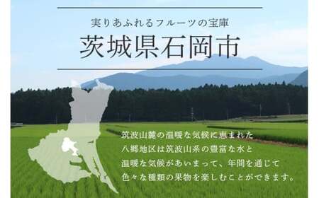 【 2026年 先行予約 】 巨峰 1.2kg ( 種あり ) 鈴木ぶどう園 3房 ～ 4房 ぶどう ブドウ 国産 果物 くだもの 葡萄 フルーツ 1.2キロ 8月 下旬 9月 10月 発送 夏 秋 