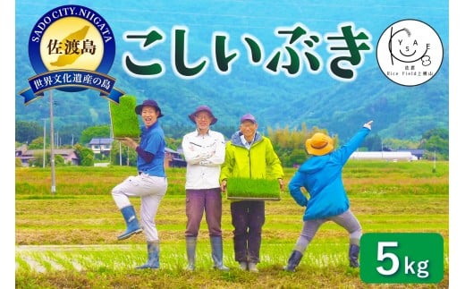佐渡Rice Field上横山の風【こしいぶき】令和7年度産　5kg