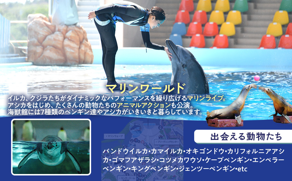 白浜町ふるさと納税 アドベンチャーワールド入園引換券 大人 （18歳上） ペアチケット