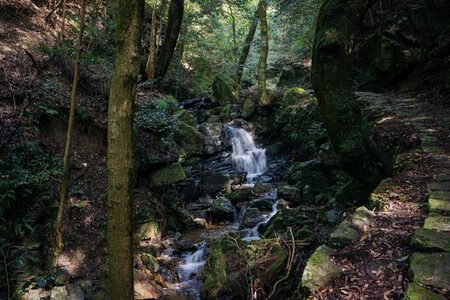 春日山原始林ガイドウォーク 旅行 旅 体験 ツアー 原始林 世界遺産 山 春日山 F-88