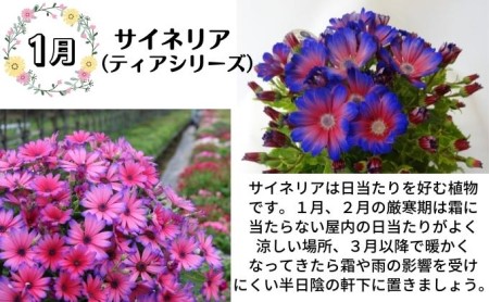 モリヒロ園芸が育てたお花の定期便（年間5回） 植物 瀬戸内 温暖 気候 鉢花 