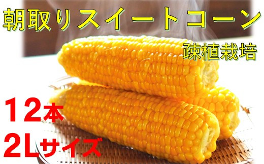 
【7-373】疎植栽培　朝取りスイートコーン ７月～8月発送！
