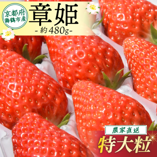 【2026年1月中旬以降発送】 いちご 章姫 480g 前後( 特大粒 ) いちご 苺 イチゴ 果物 フルーツ 箱入り 完熟 真っ赤 おいしい 甘い 評判 農家直送 産地直送 鮮度 抜群 好評 人気 ハウス栽培 あきひめ 舞鶴 京都 嵯峨根農園