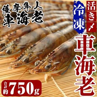 ふるさと納税 霧島市 活き〆冷凍車海老「薩摩隼人車海老」約125g(4〜6尾入)×6パック【MBC開発】　D-004