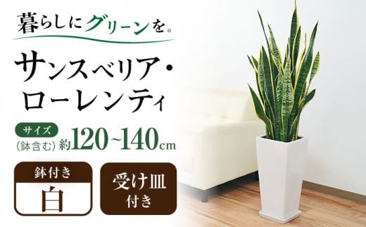 観葉植物 サンスベリア・ローレンティ ロングスクエア 陶器鉢植え（白/黒） BIGサイズ インテリア / 観葉 植物 インテリア おしゃれ プレゼント / 大村市 /琴花園[ACYK014]