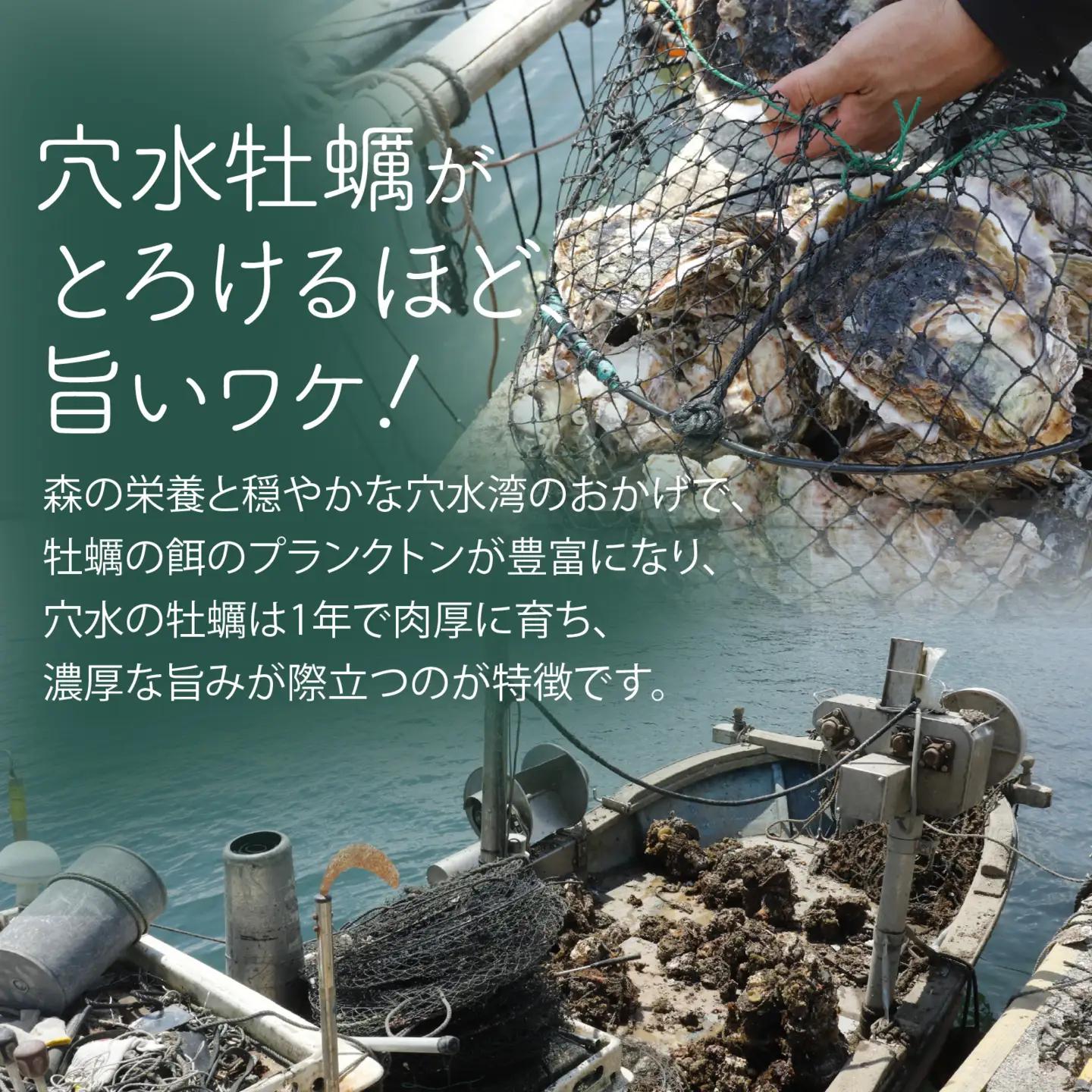 奥能登 河端水産の岩牡蠣 約10kg（殻付き・加熱用）| 岩牡蠣
