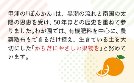 【先行予約】訳ありポンカン 3kg（L~3Lサイズ） 国産 東洋町産 訳あり 甘酸っぱい ジューシー 蜜柑 ミカン 高知県 東洋町 四国 お取り寄せ フルーツ 果物 送料無料 TA11 【田中農園】