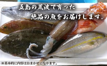 贅沢鮮魚セット（エラ・内臓処理済）鮮魚 魚介 刺身 五島市 / 五島FF [PBJ006] 魚 鮮魚 魚介 魚貝 海鮮 海産物 刺身 魚 鮮魚 魚介 魚貝 海鮮 海産物 刺身 魚 鮮魚 魚介 魚貝 海