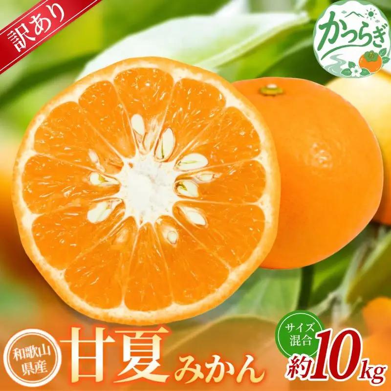 【訳あり】 森本農園の手選別 甘夏みかん 約10kg 和歌山県産 サイズ混合 【北海道・沖縄・離島配送不可】【2027年4月上旬～5月中旬頃に順次発送】【BV-mrmt146】