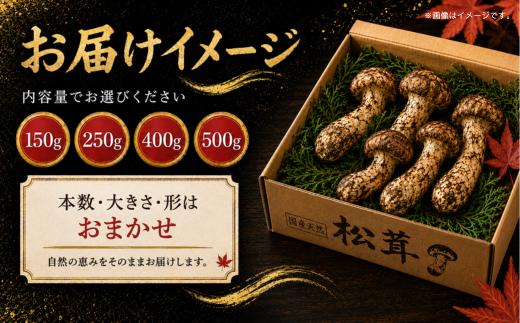 【先行予約】 天然松茸 500g 国産 国産松茸 岩手県産 岩手町産 松茸 まつたけ マツタケ 天然まつたけ きのこ 秋の味覚 旬 希少 山の幸 2026年発送 松茸ご飯 焼き松茸 土瓶蒸し 天ぷら 