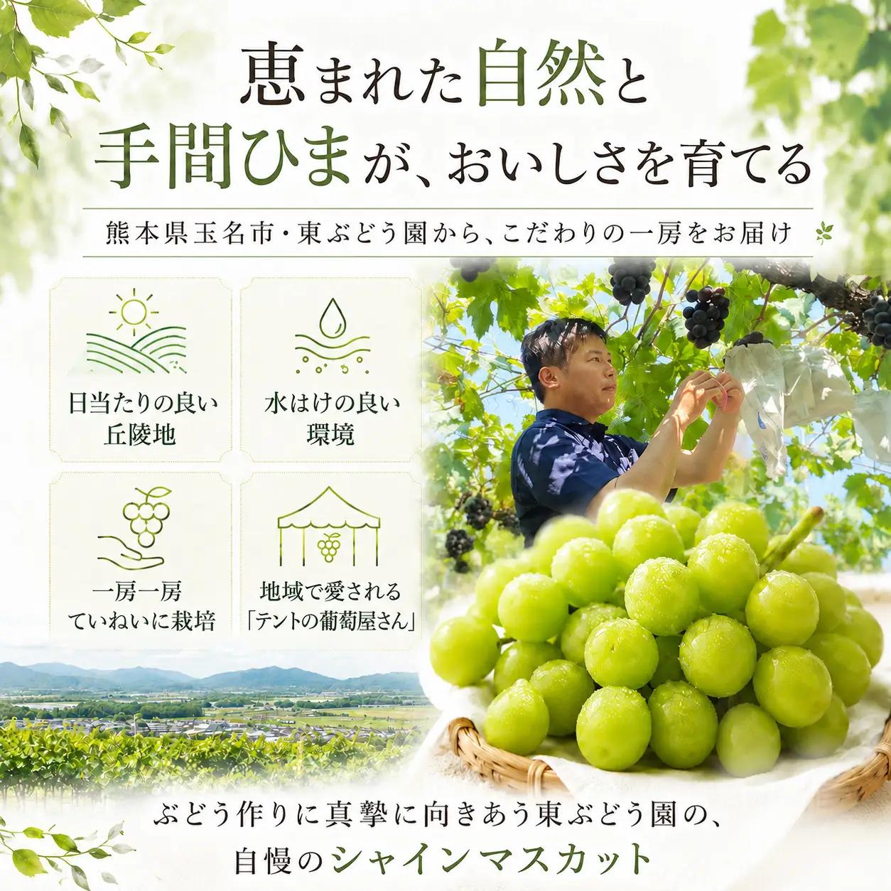 熊本県産　東ぶどう園　シャインマスカット　3房（1.5kg以上）