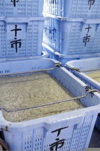 【土佐湾からの贈りもの】しらす干し500g（250g×2パック）