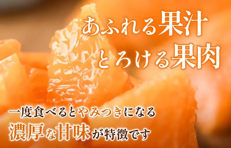 【先行予約】せとか（家庭用）レギュラー箱 約2.5kg【KC00770K3】