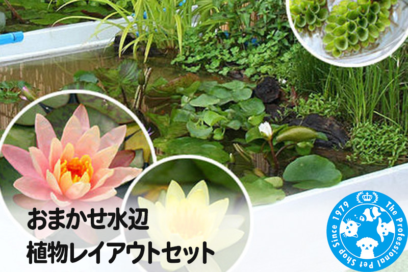 
おまかせ水辺植物レイアウトセット
