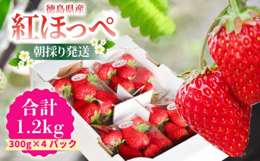 いちご 紅ほっぺ 約1.2kg ( 約300g × 4パック ) 苺 ストロベリー べにほっぺ 果物 フルーツ ベリー デザート スイーツ おやつ ケーキ ゼリー ジュース ジャム アイス シャーベット スムージー ヨーグルト クレープ タルト チョコ 大福 フルーツサンド ギフト プレゼント 朝摘み 贈答 お取り寄せ グルメ 冷蔵 送料無料 小松島 ※2025年12月より順次発送