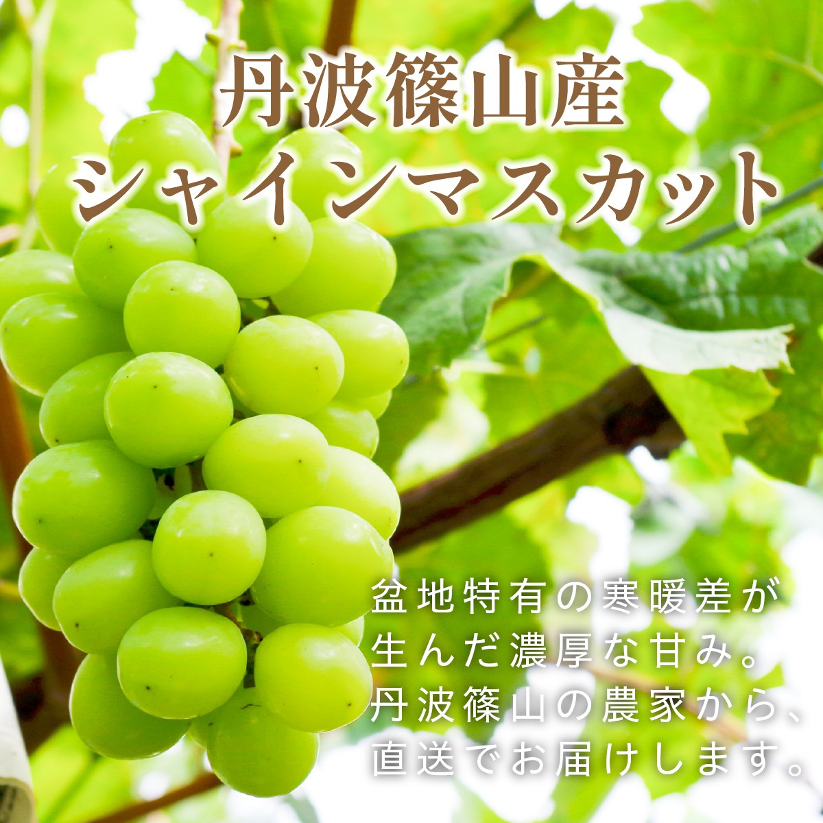 
                  【早期予約・数量限定】丹波篠山産 大粒だけ シャインマスカット 〈1房・750g以上〉　マスカット 農家直送 期間限定 旬 果物 フルーツ ぶどう 葡萄 くだもの マスカット
                