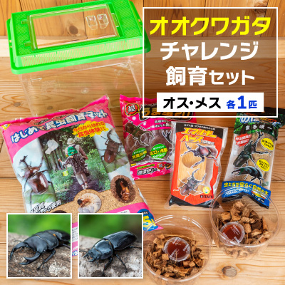 オオクワガタチャレンジ飼育セット(オス・メス各1匹)【オス70mm以上】【1412783】