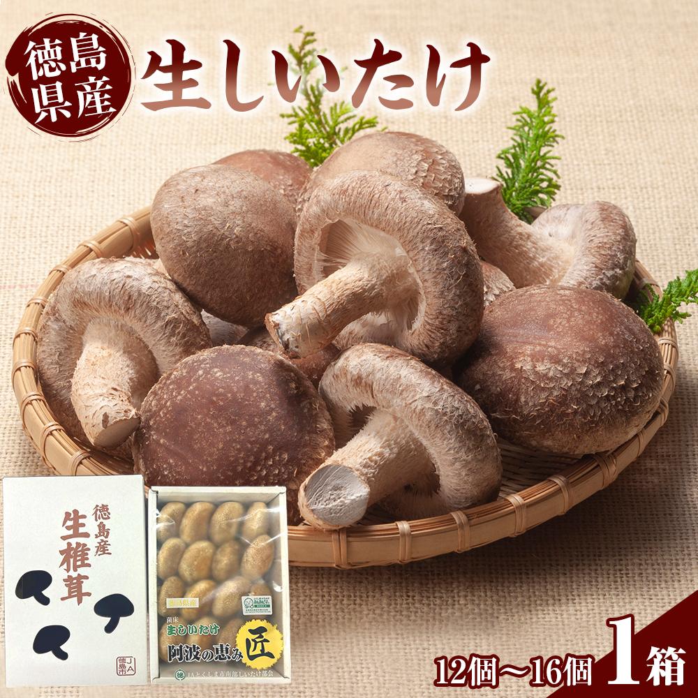 【ふるさと納税】徳島県産 生しいたけ 1箱(12個～16個）