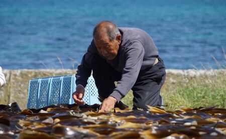 北海道 礼文島産 熟成ねかせ昆布粉 45g×3個［れぶんちゅら工房］【 天然だし 出汁 万能調味料 調理 昆布 昆布粉 粉 粉末 海鮮 減塩 】
