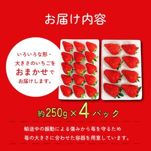 【先行予約】 いちご きらぴ香 約1kg 約250g×4パック 朝どれ 完熟 苺 産地 直送 フレッシュ イチゴ 贈答 フルーツ 果物 国産 静岡 発送期間: 2024年3月～2024年5月 静岡県 