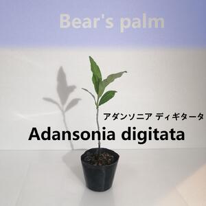 アダンソニア ディギタータ　Adansonia digitata_栃木県大田原市生産品_Bear‘s palm