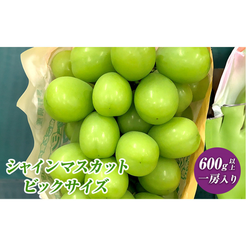 2026年産 ぶどう  長野市産 シャインマスカット ビックサイズ 一房入り 600g以上 葡萄 ブドウ 果物 フルーツ デザート おやつ 信州 大房 大粒 上品な香り |  ぶどう シャインマスカッ
