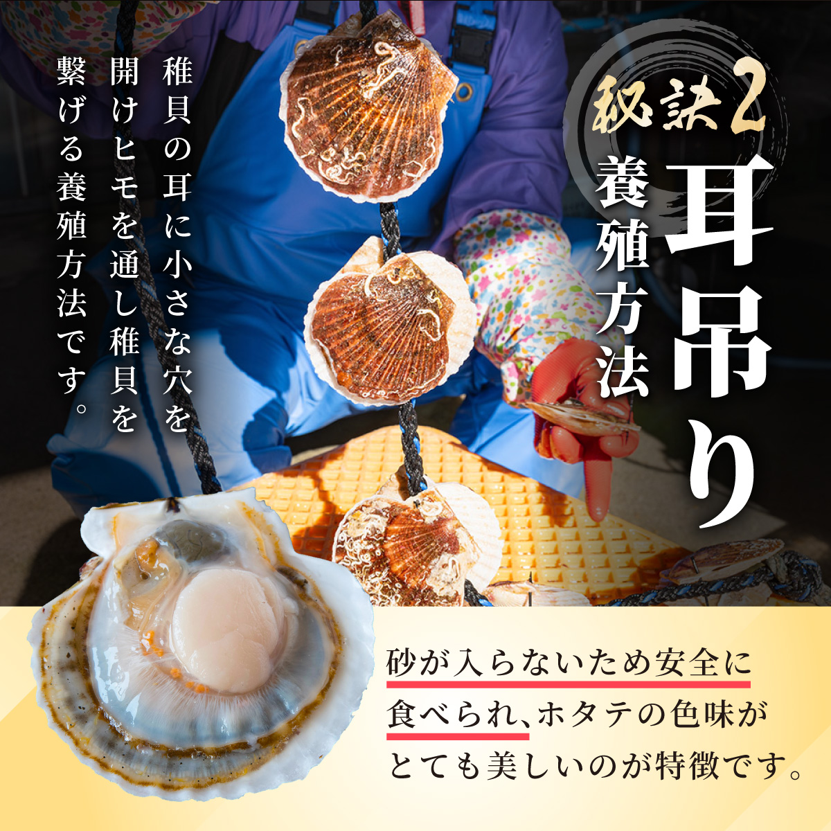 冷凍 ボイル ベビー ホタテ 800g 北海道 噴火湾 ホタテ 急速冷凍 サラダ マリネ シーフード 炊き込みごはん シチュー グラタン_イメージ4