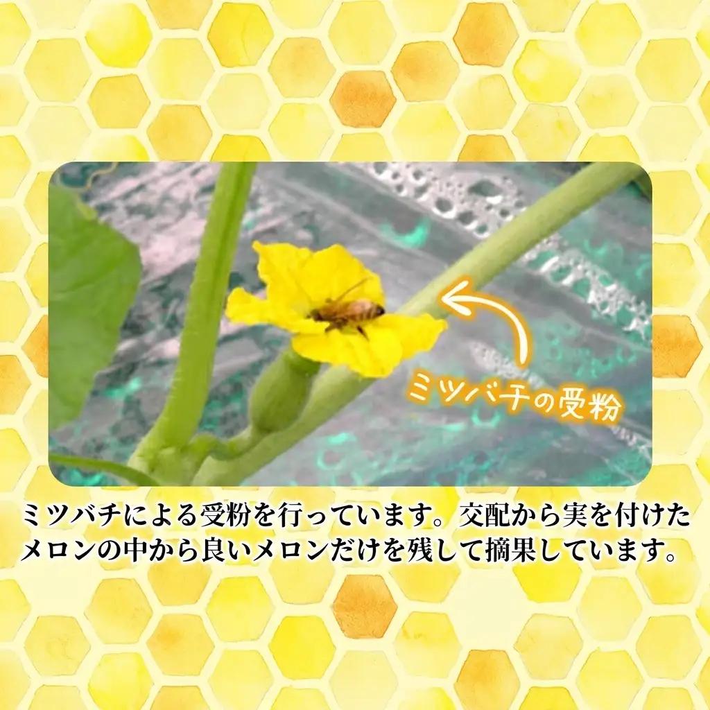 メロン 富良野産 赤肉 大玉ジャンボ 長沢農園【1玉 2〜2.5kg】【先行予約】