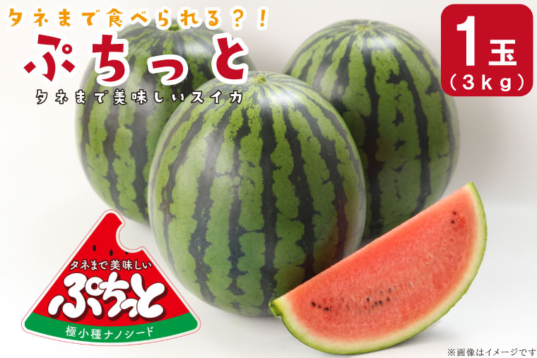 【2025年6月より順次発送】タネまで食べられる？！ タネまで美味しいスイカ「ぷちっと」約3kg（1玉）｜沖縄 沖縄県 豊見城市 ふるさと納税 果物 スイカ フルーツ すいか 送料無料(CI001)