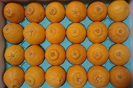 青木さんちの不知火(しらぬい)『味自慢』　※2026年3月末頃から発送　※離島不可