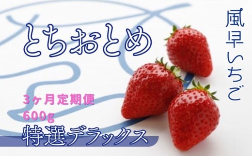 【3ヶ月定期便】いちご 「とちおとめ特選デラックス」1箱／10～22粒入×3回 苺 イチゴ とちおとめ 選べる 発送月 発送回数 個数 いちご「とちおとめ」風早いちご園 有名ホテル使用 厳選 フルーツ 果物 季節限定 甘い 濃厚 ジューシー 新鮮 1箱 送料無料 ギフト 贈答 茨城県 鉾田市 野菜王国 予約受付