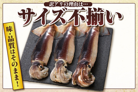 【先行予約】【スルメイカ たっぷり約1.5kgサイズ不揃い（冷凍）】令和7年6月中旬以降順次発送予定 バラ凍結 産地直送 鮮度抜群 大人気 ふるさと納税 香美町 香住 送料無料 イカ するめいか  山