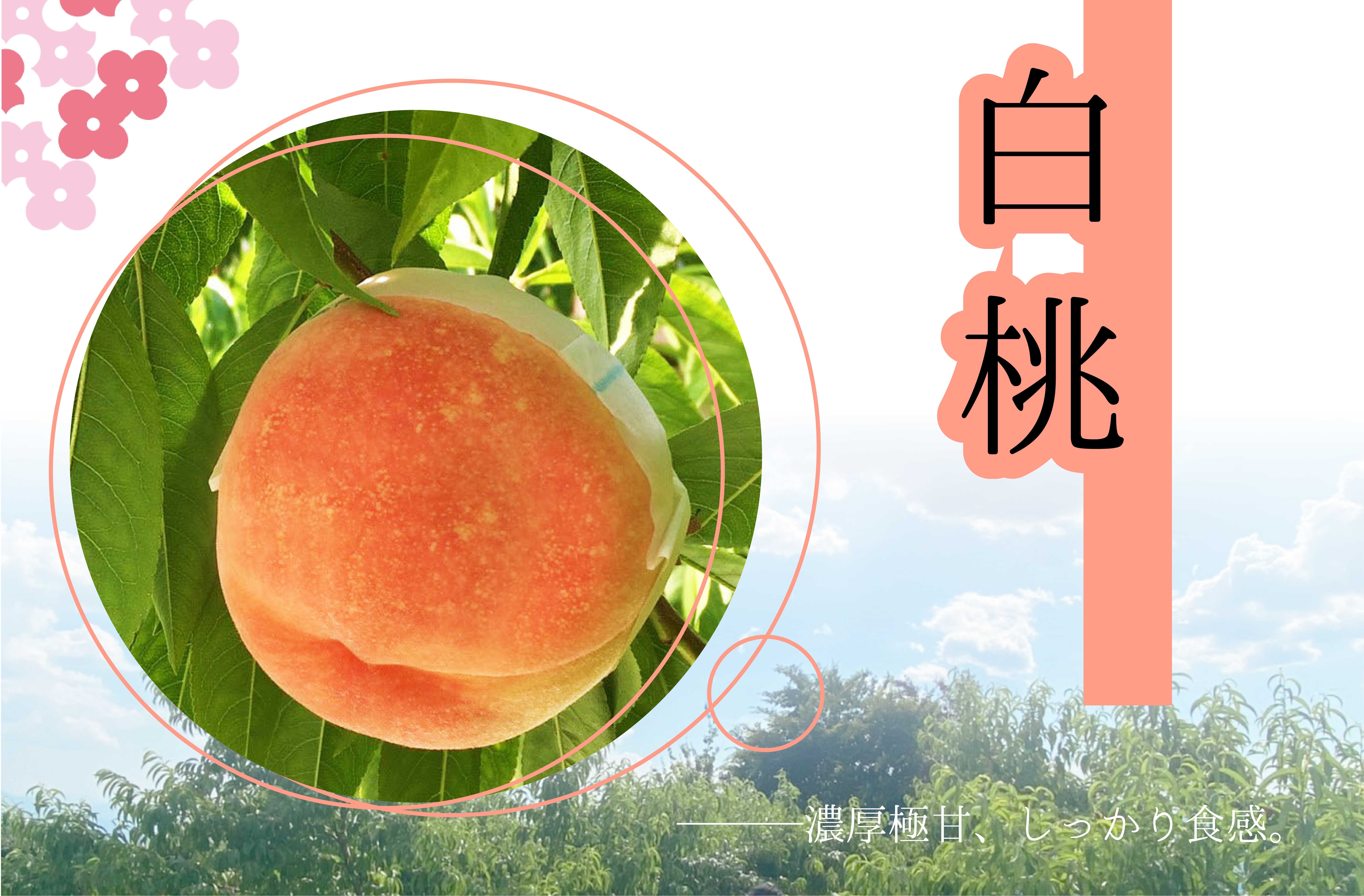 
                  【減農薬特別栽培】笛吹市産白桃1.8kg 157-035-oya
                
