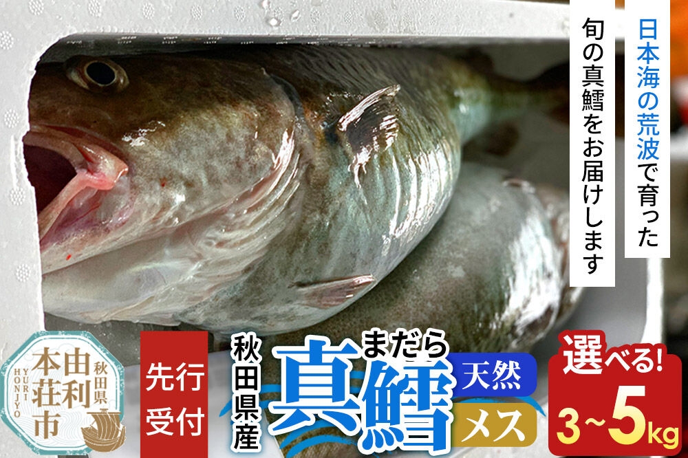 
                  《先行受付》真鱈 【メス】【選べる容量：3kg／4kg／5kg】天然 漁師直送（配送期間 11月上旬～2月下旬）マダラ タラ 高級魚 たら まだら 魚 [マダラ タラ 真鱈 高級魚 たら まだら 魚 恭栄丸 秋田]
                