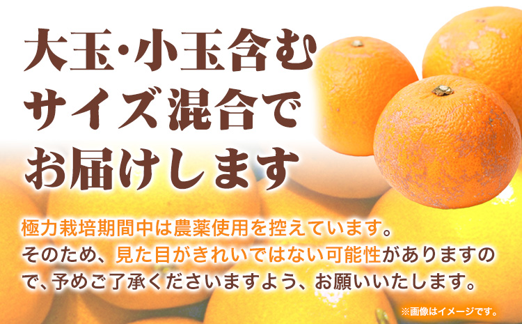 樹上完熟 ご家庭用 訳あり はっさく 八朔 みかん 1kg+250g 傷み補償分 池田鹿蔵農園 《2026年4月上旬-5月末頃出荷》和歌山県 日高町 送料無料 はっさくみかん 家庭用 光センサー選別 