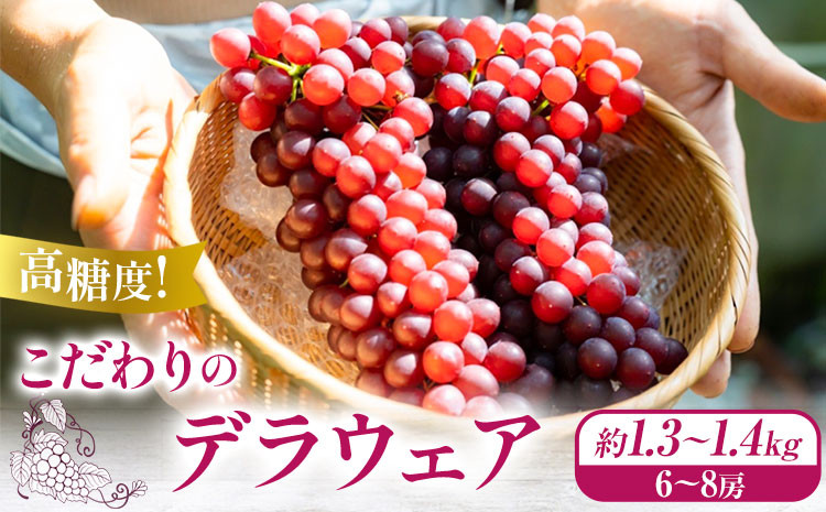 
            【先行予約】高糖度！ こだわりのデラウェア 約1.3kg~1.4kg (6~8房) 優樹農園《6月下旬-7月上旬頃出荷》大阪府 羽曳野市 デラウェア 葡萄 ぶどう 果物 フルーツ
          