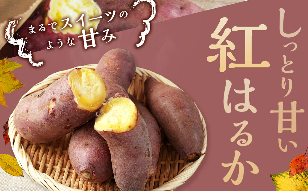 【2023年11月発送開始】【訳あり】熊本県西原村産 熟成蔵出しさつまいも (紅はるか) 5kg (大中小混合・B～C級品)