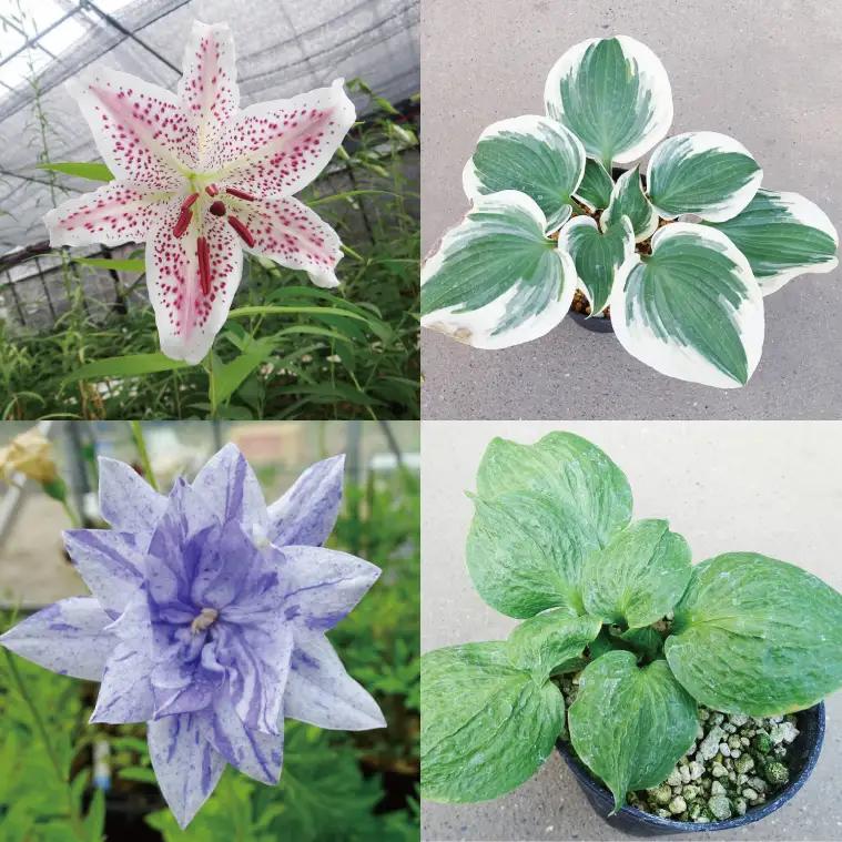 53-03 「路地裏のギボウシ」商品券 20,000円分【植物 希少 品種 多肉植物 利用券 利用チケット 茨城県 阿見町】