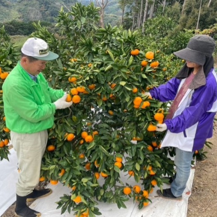 ＜大塚園＞青島みかん5kg