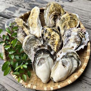 【2026年2月以降発送】殻付き牡蠣(加熱用)　一斗缶（約10kg）【加熱用 ガンガン焼き ナイフ付き 殻付き 一斗缶 海鮮 魚介類 海産物 オイスター】 