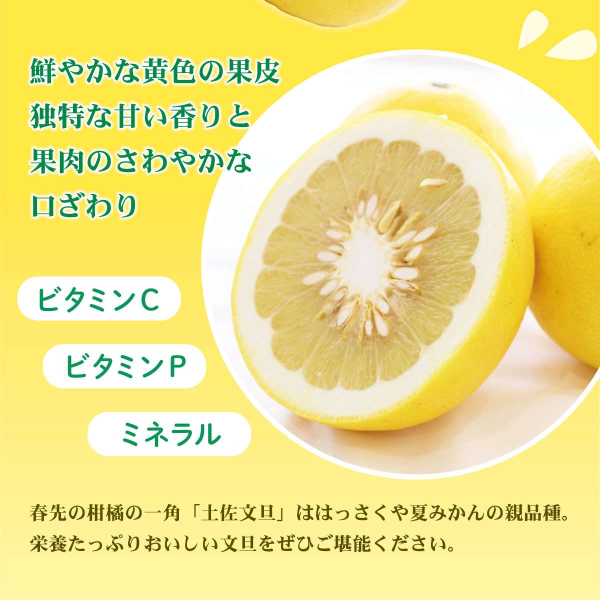 【先行予約】数量限定！【訳あり】土佐文旦（ぶんたん）家庭用（M～5L）約10kg 〈2027年2月中旬～発送〉 文旦 10キロ 土佐文旦発祥の地 約10～30玉 大玉 ぶんたん【株式会社とさもん】 [