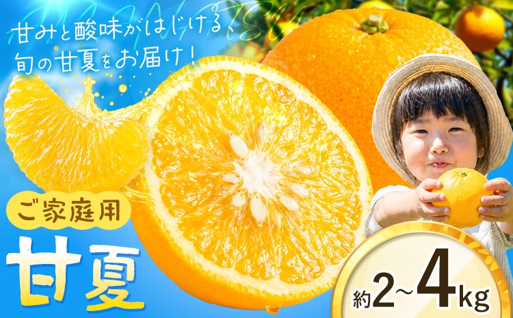 
                  ご家庭用甘夏 選べる内容量 約2kg 約4kg《2027年2月中旬-3月末頃出荷》和歌山県 日高町 柑橘類 あまなつ 甘なつ みかん わけあり 果物 フルーツ お取り寄せフルーツ
                