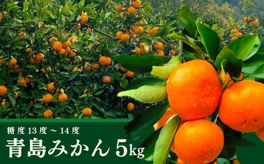 ＜先行予約受付中！2027年1月中旬より順次発送予定＞ みかん 青島(約5kg・補償分0.3kg) みかん ミカン 蜜柑 柑橘 フルーツ 果物 くだもの 果実 高橋農園 【109800400】【高橋　憲明】
