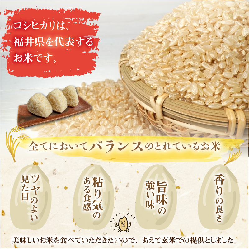 【先行予約】令和8年産 梅花藻が群生する清流で育てたコシヒカリ（玄米 10kg×1袋）※2026年9月下旬以降順次発送予定[B-040029]